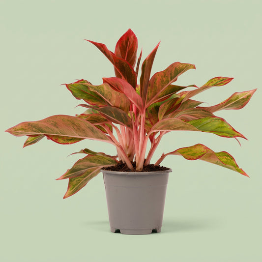 Aglaonema Crete