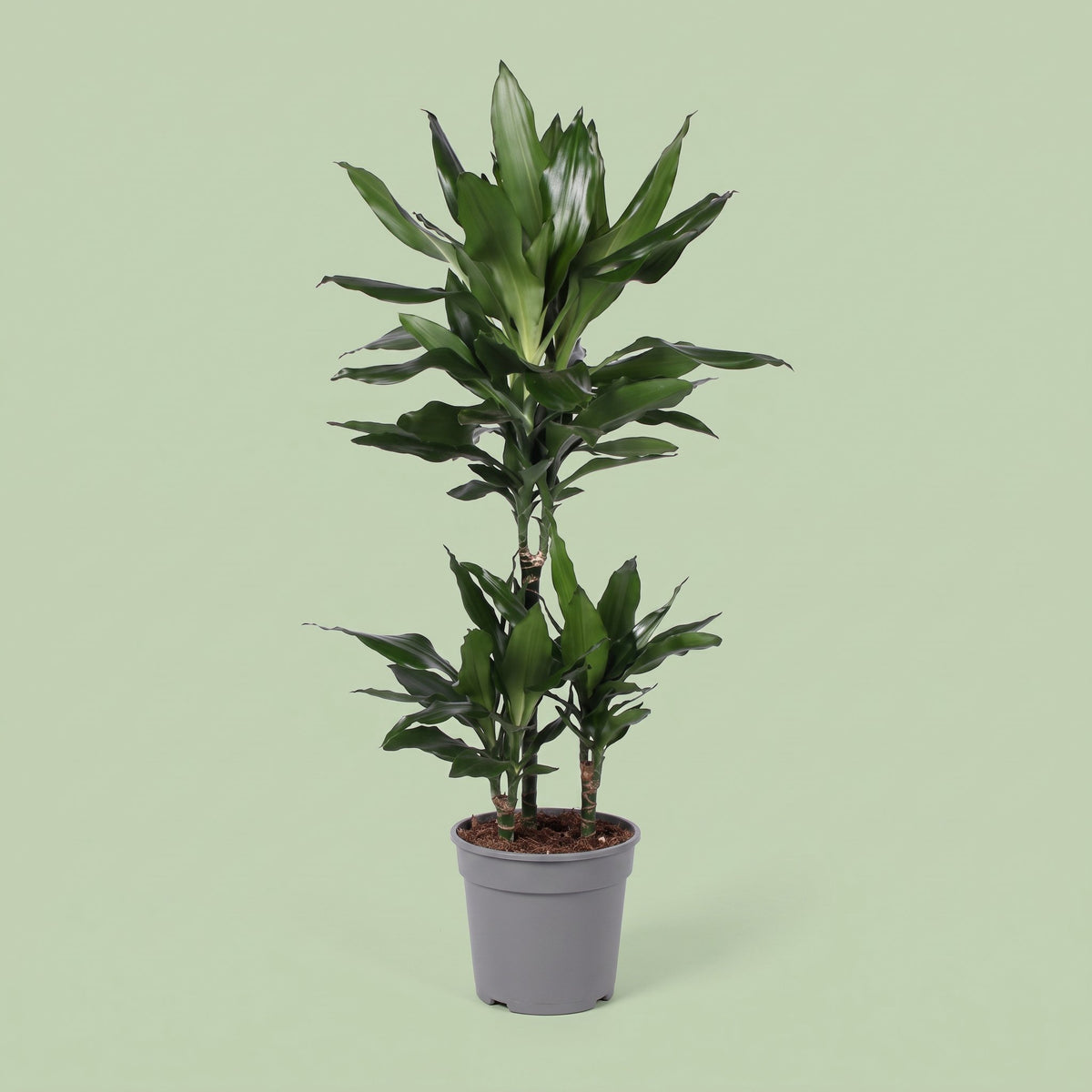 Dracaena Janet Lind