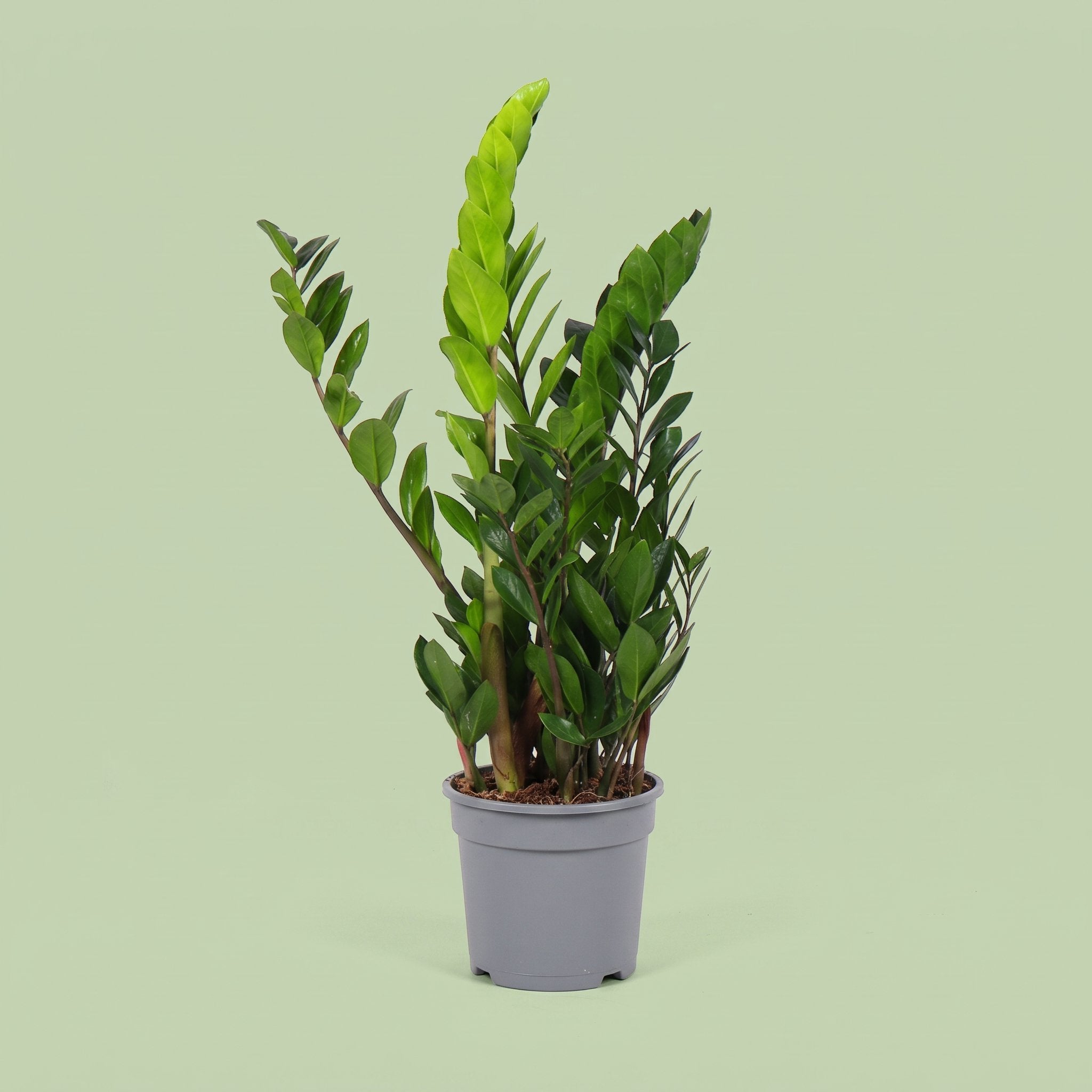 Zamioculcas Zamiifolia
