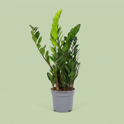 Zamioculcas Zamiifolia