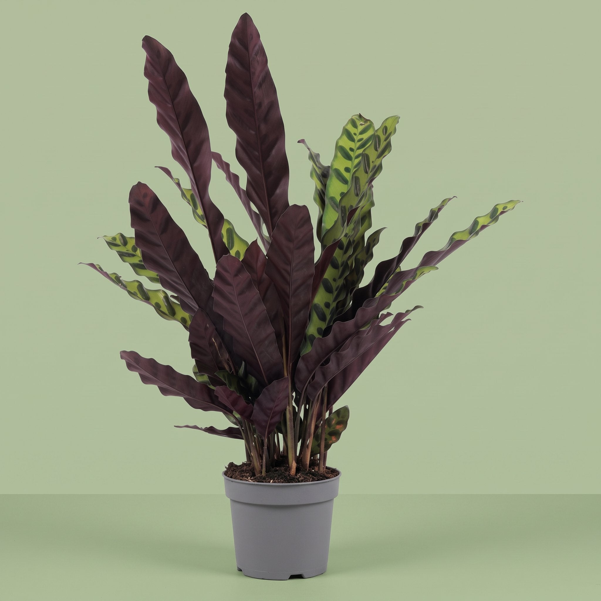 Calathea Lancifolia