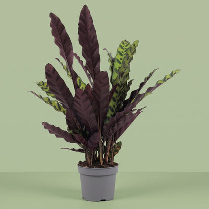 Calathea Lancifolia