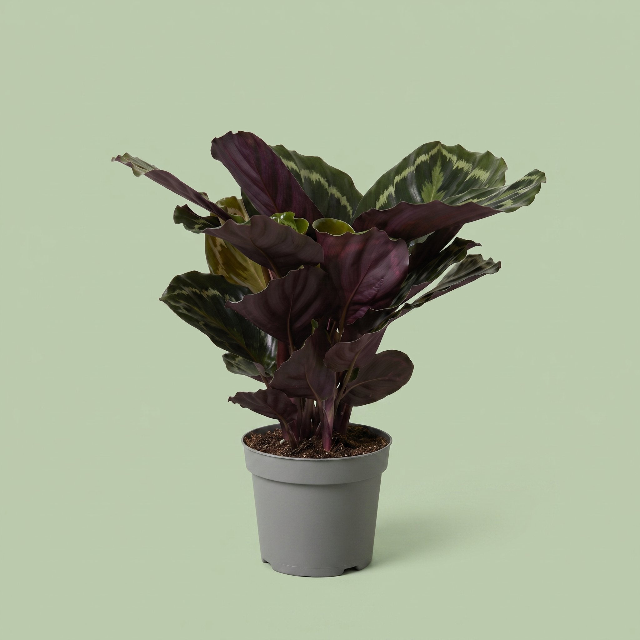 Calathea Medallion