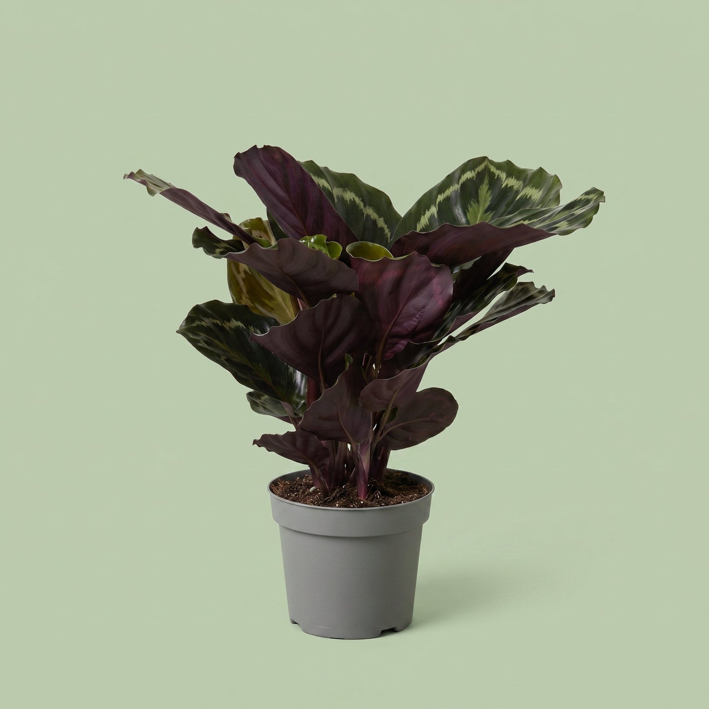 Calathea Medallion