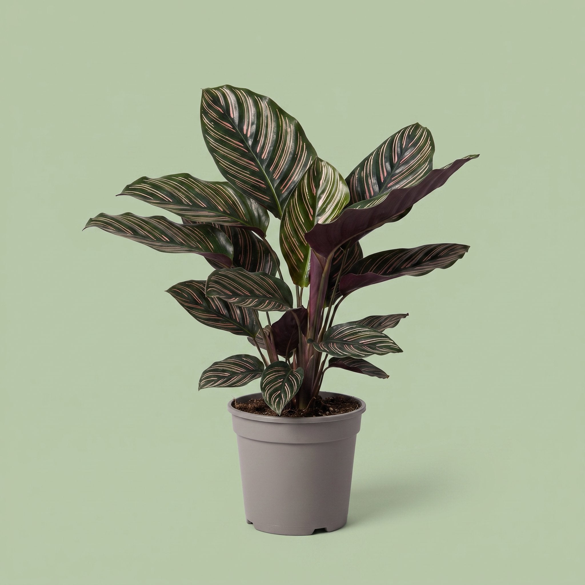 Calathea Ornata
