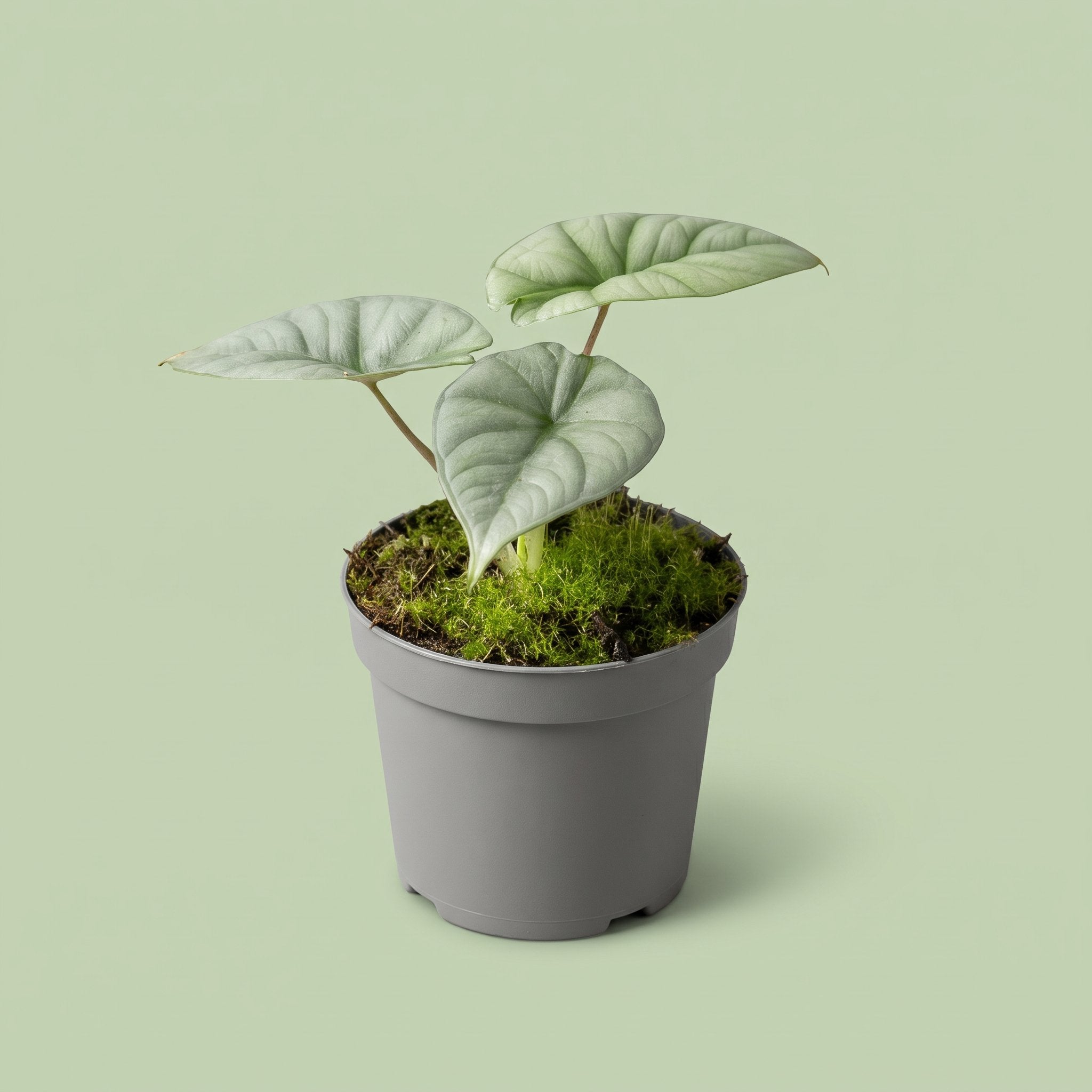 Alocasia Platinum