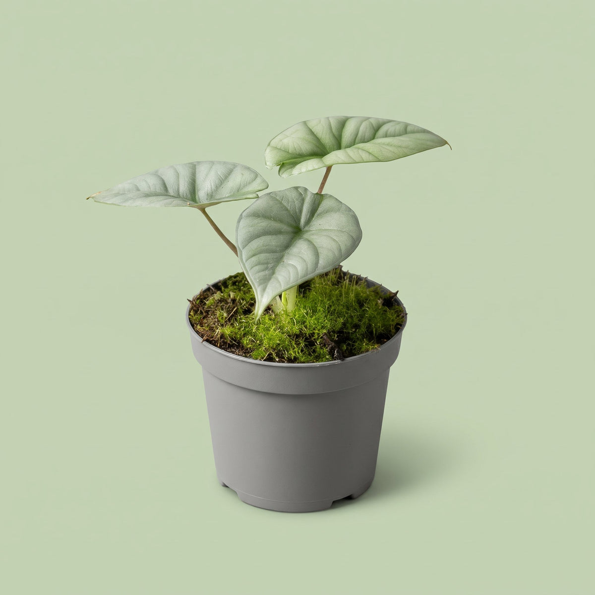 Alocasia Platinum