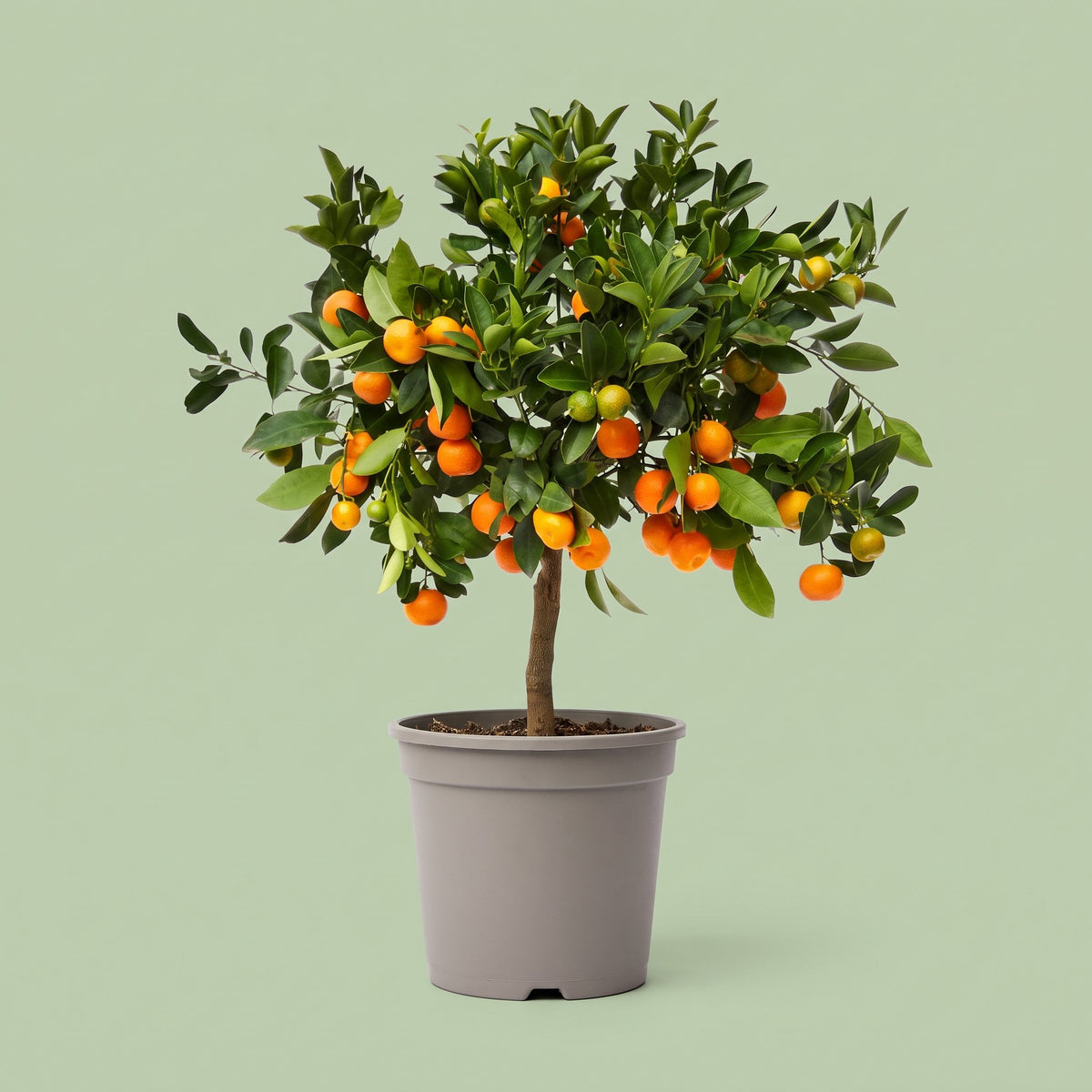 Calamondín