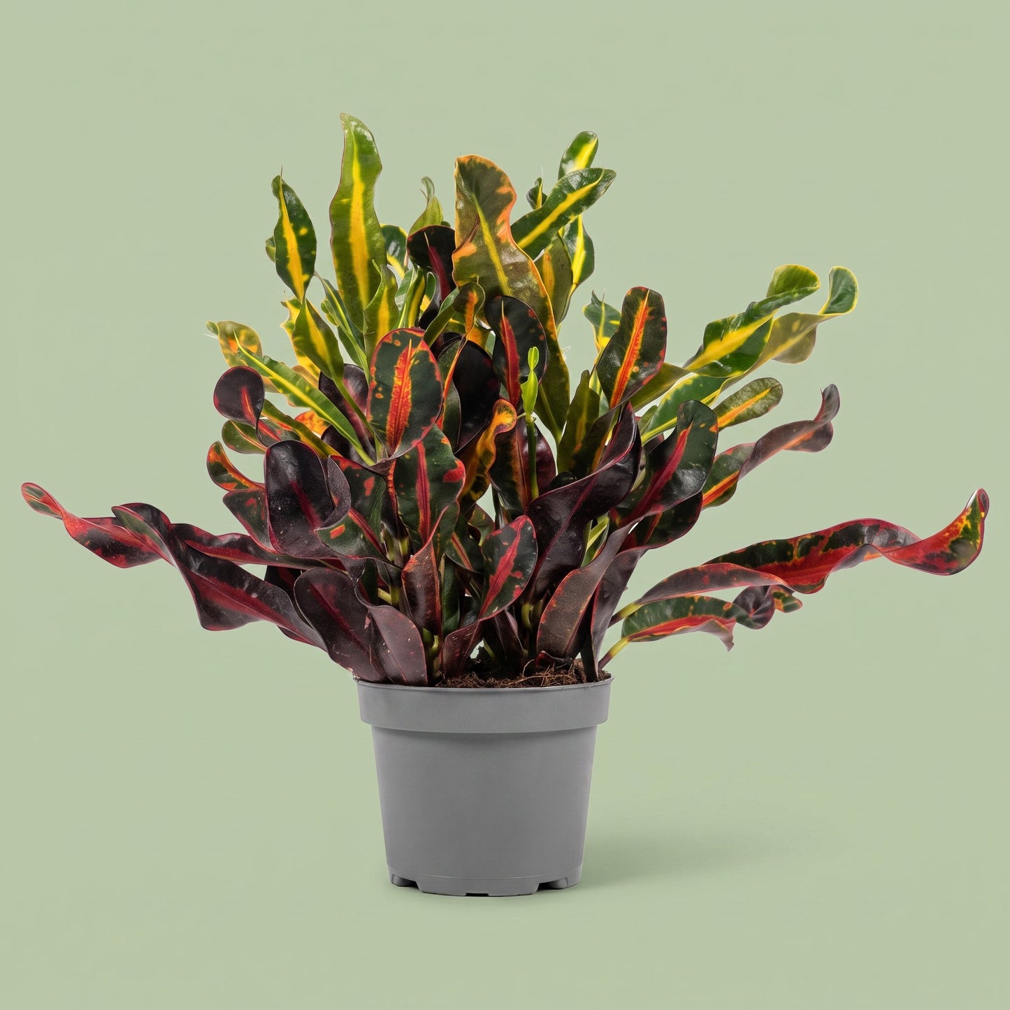 Croton Mammi