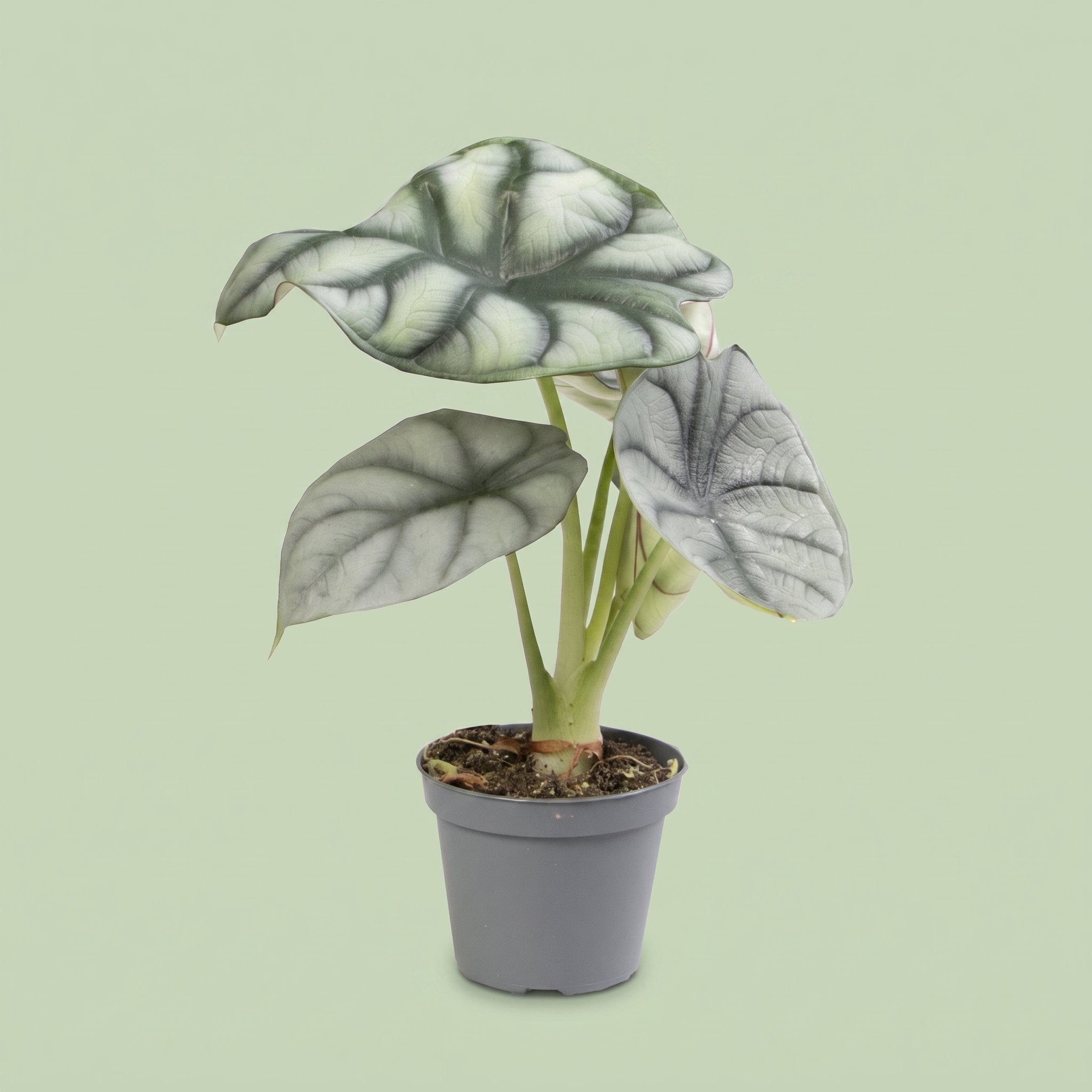 Alocasia Silver Dragon