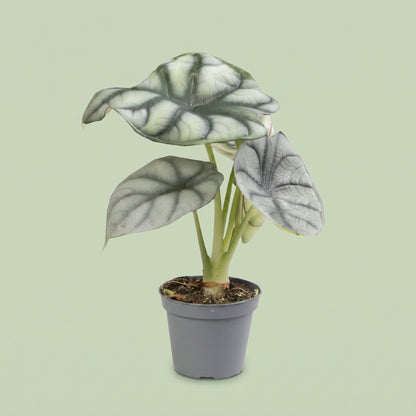 Alocasia Silver Dragon