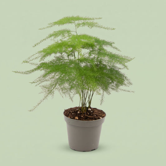 Asparagus Plumosus