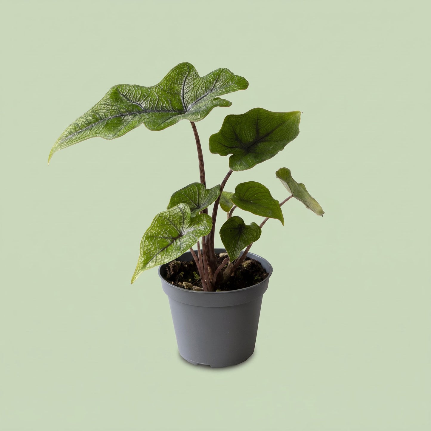Alocasia Jacklyn