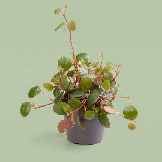 Peperomia Pepperspot