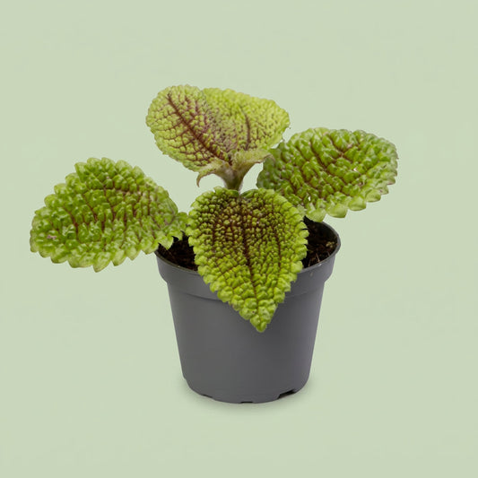 Pilea Moonvalley