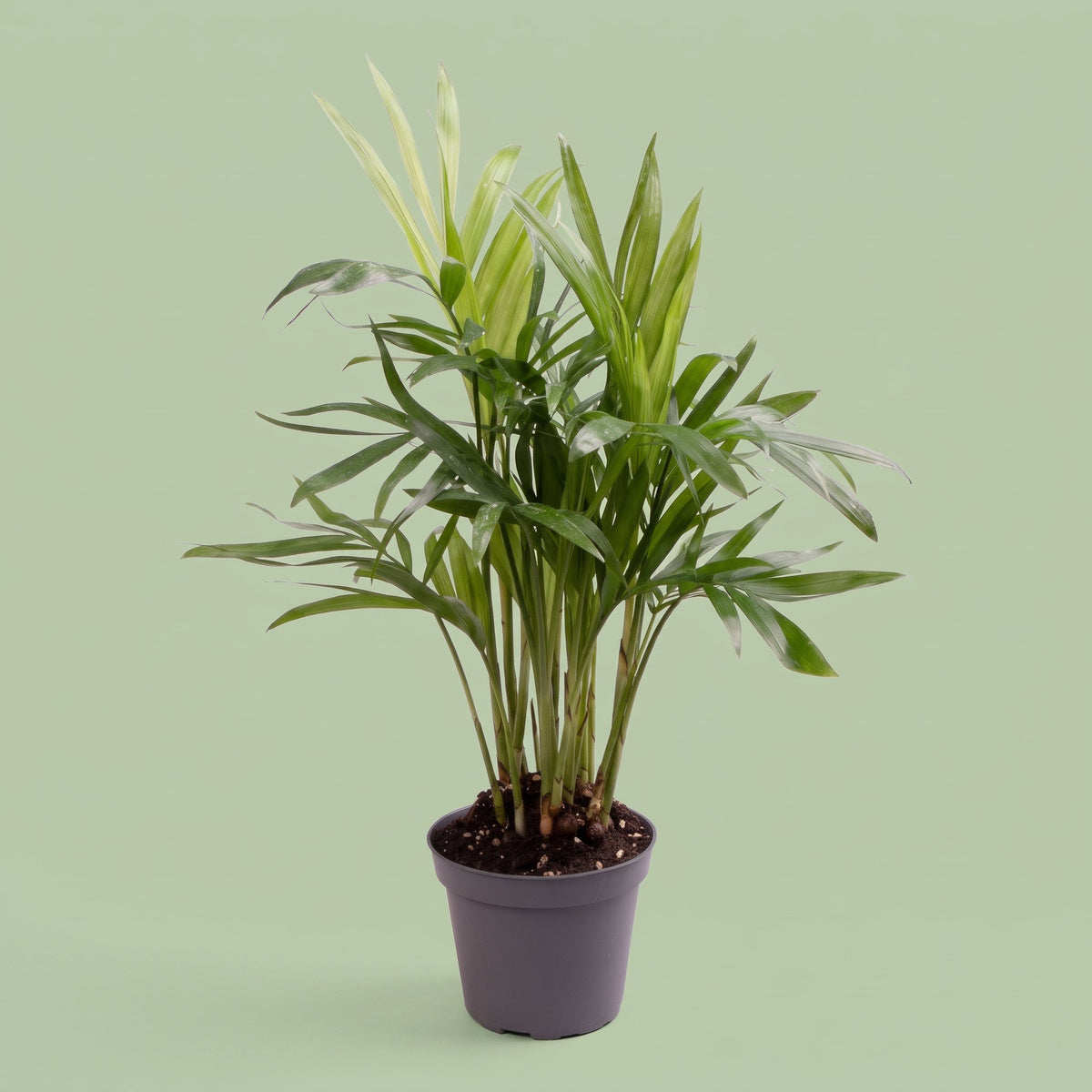 Chamaedorea Elegans