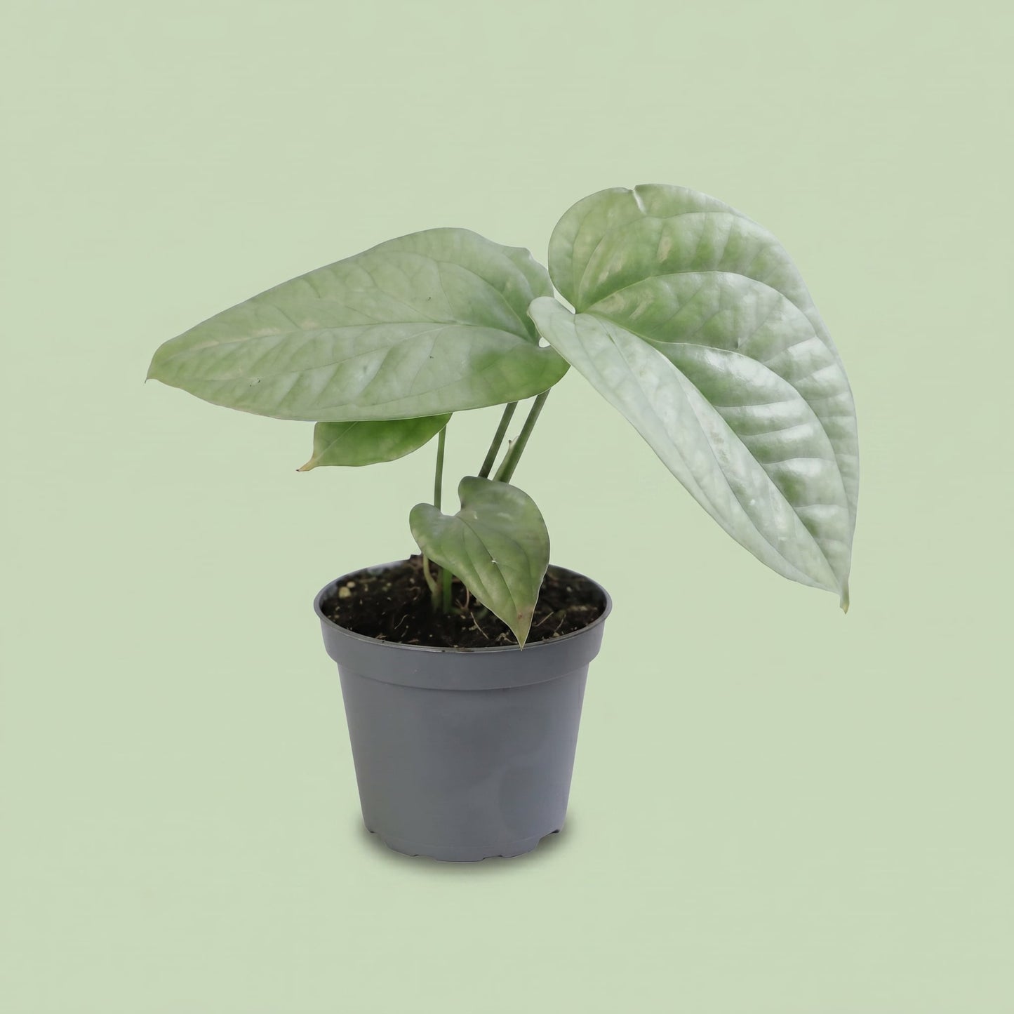 Monstera Amydrium Medium Silver