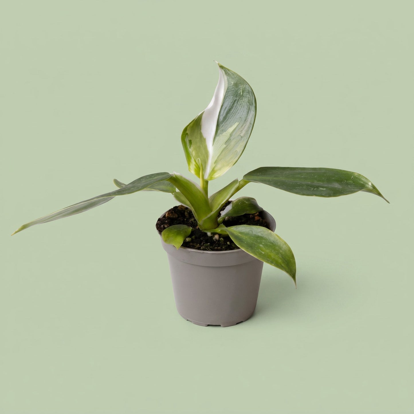 Philodendron White Wizard