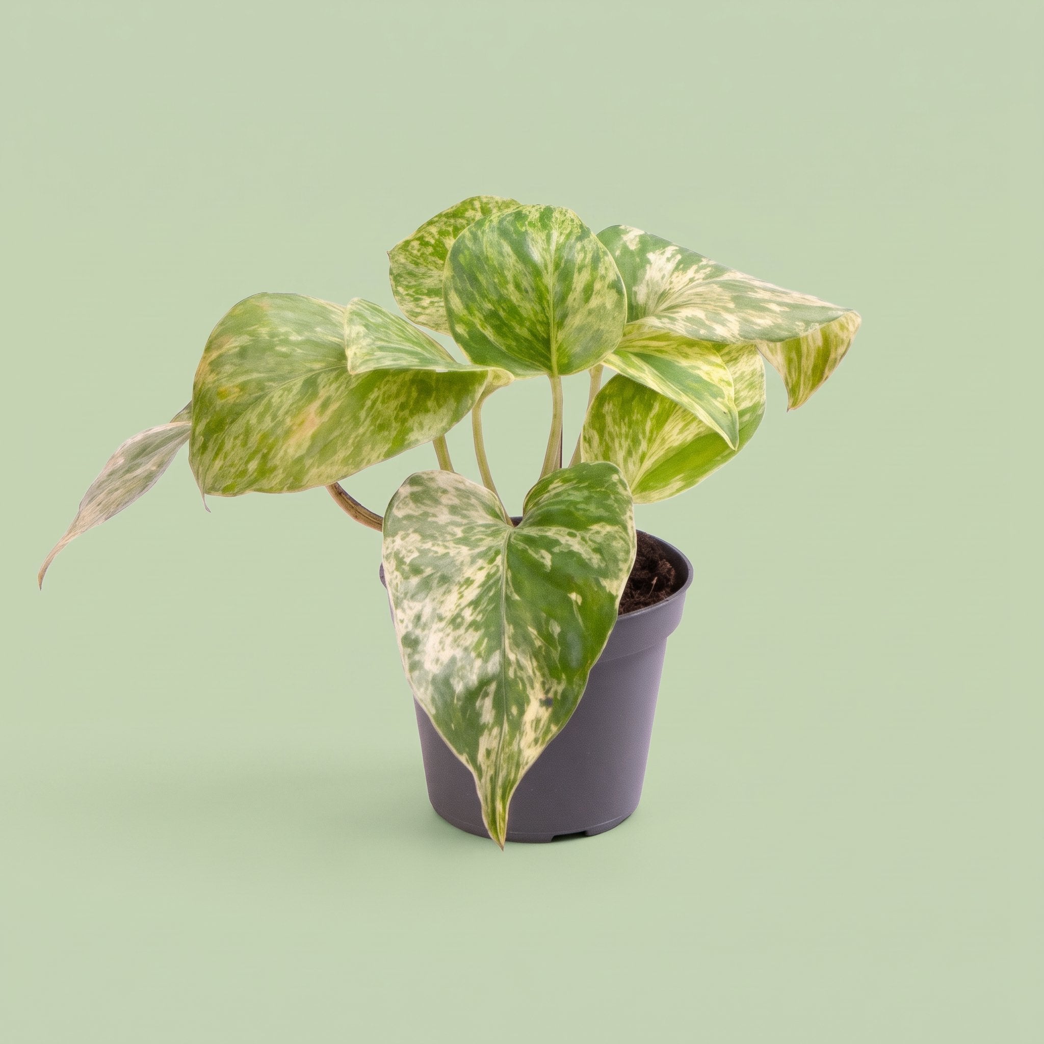 Epipremnum Marble Queen