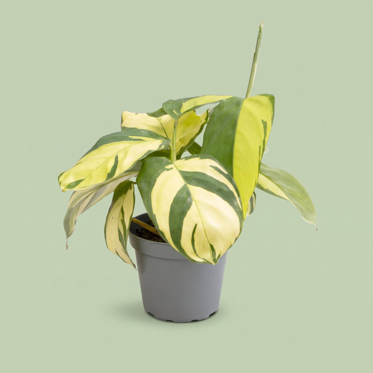 Ctenanthe Golden Mosaic