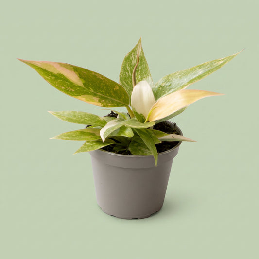 Philodendron Ring of Fire