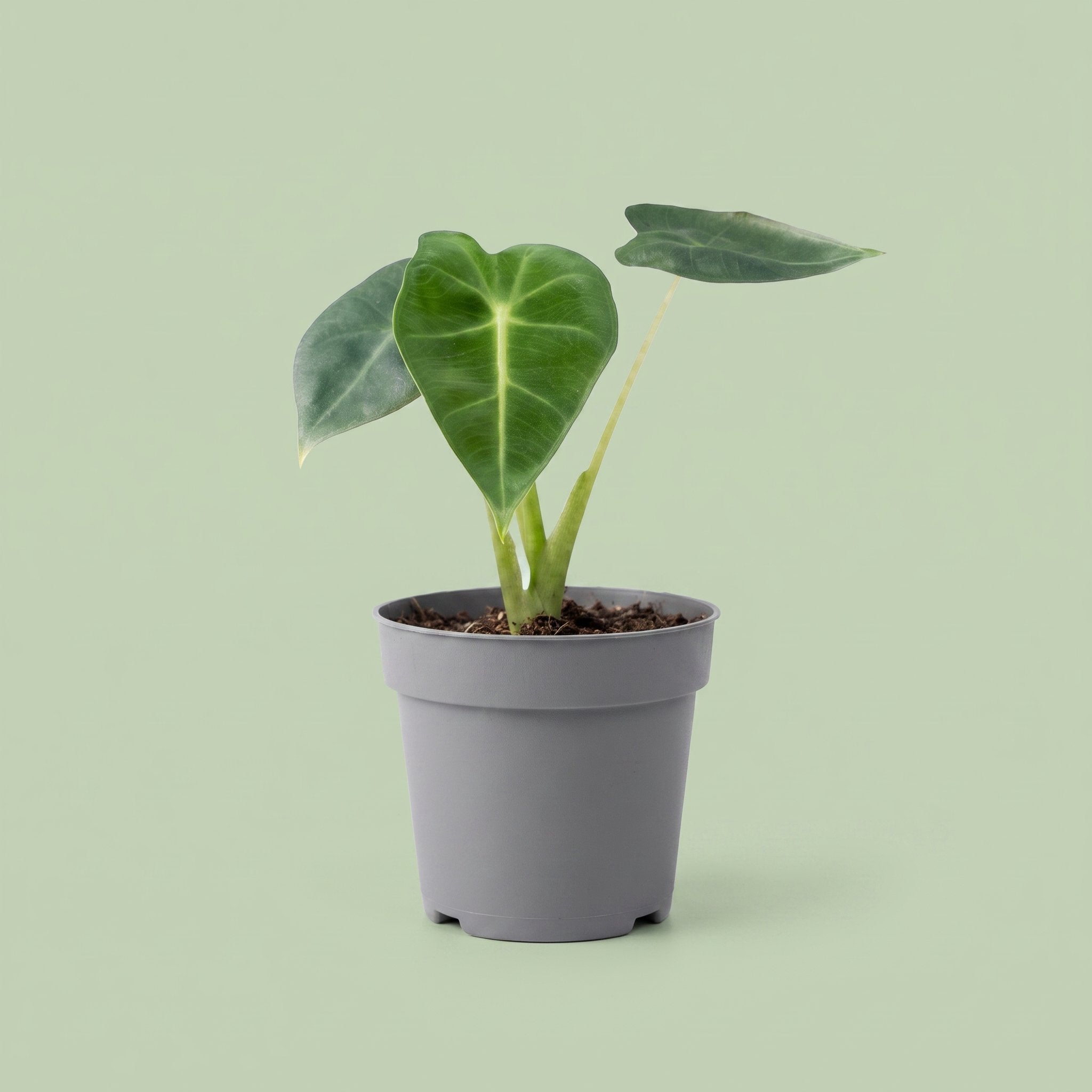 Alocasia Frydek