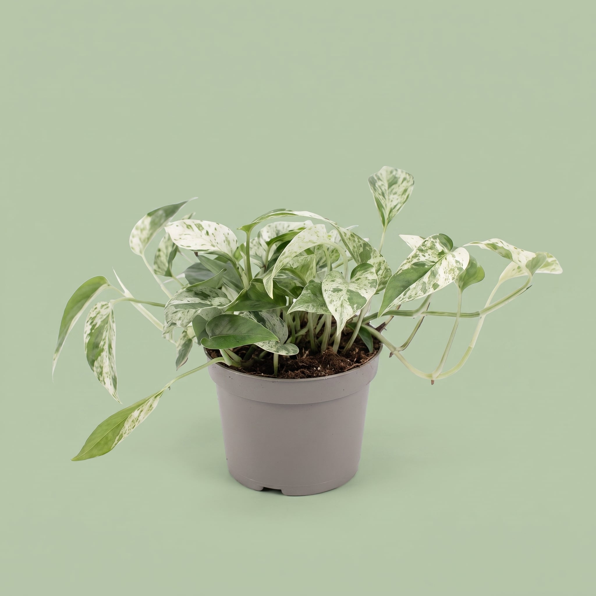 Epipremnum Marble Variegada
