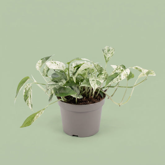 Epipremnum Marble Variegada