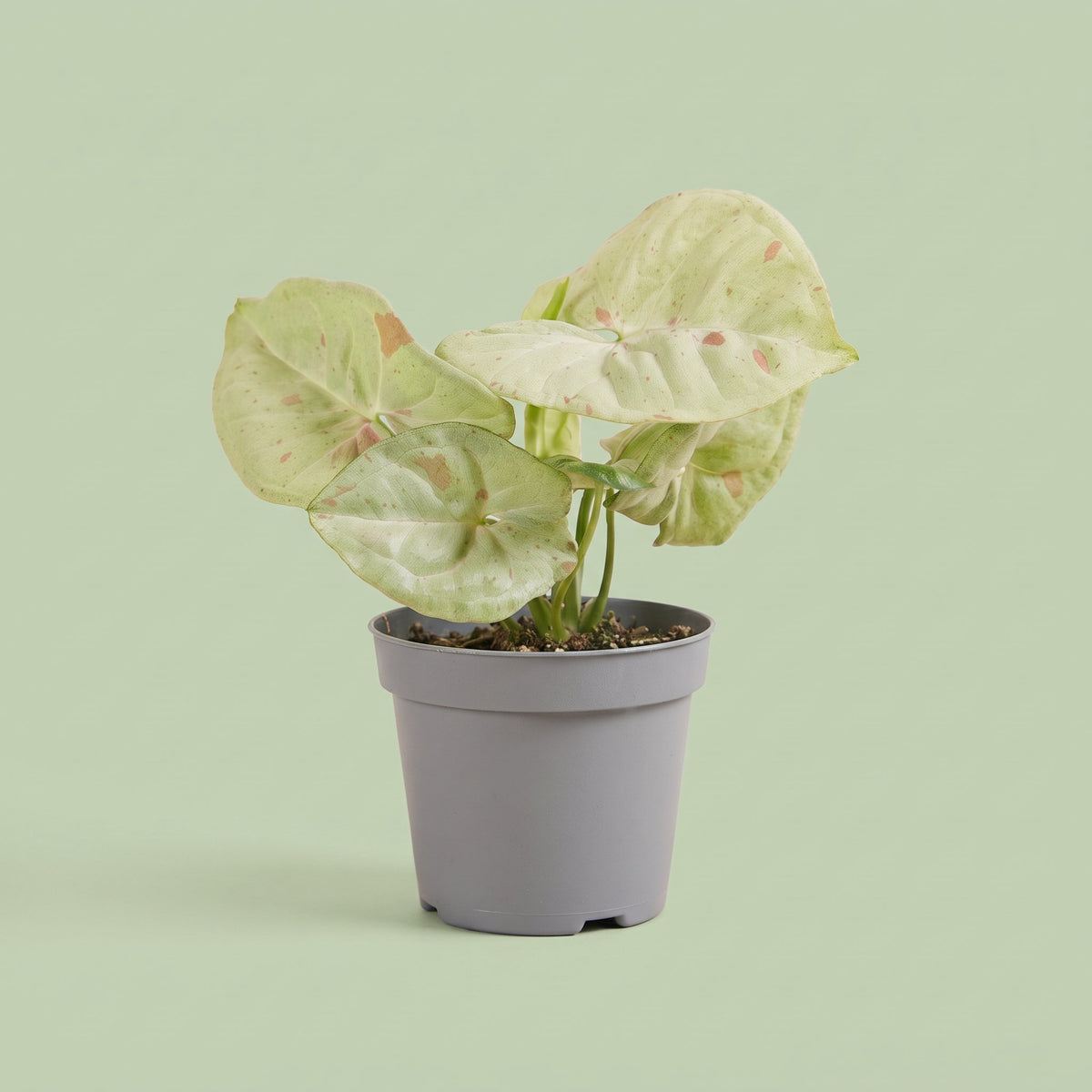 Syngonium Confetti