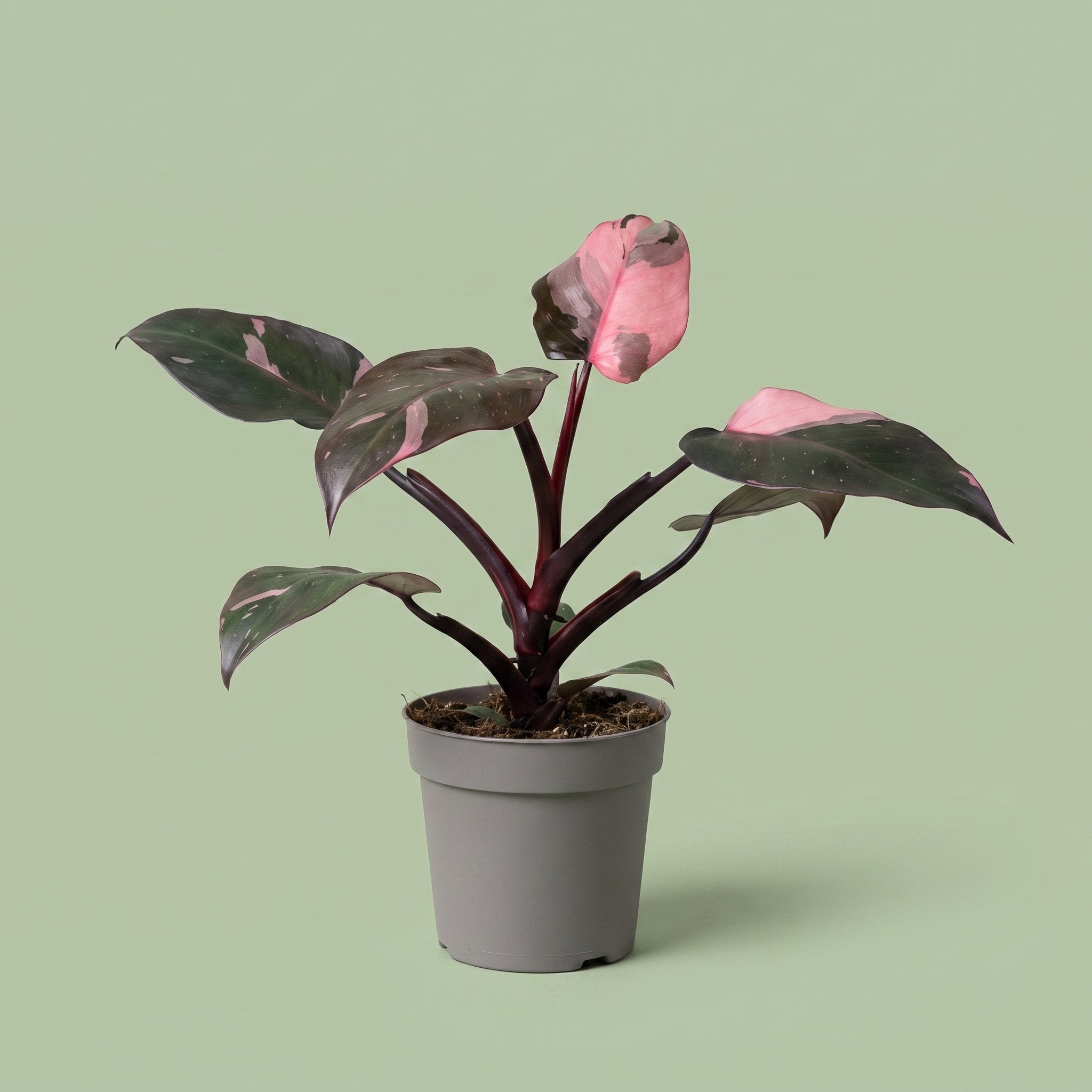 Philodendron Pink Princess