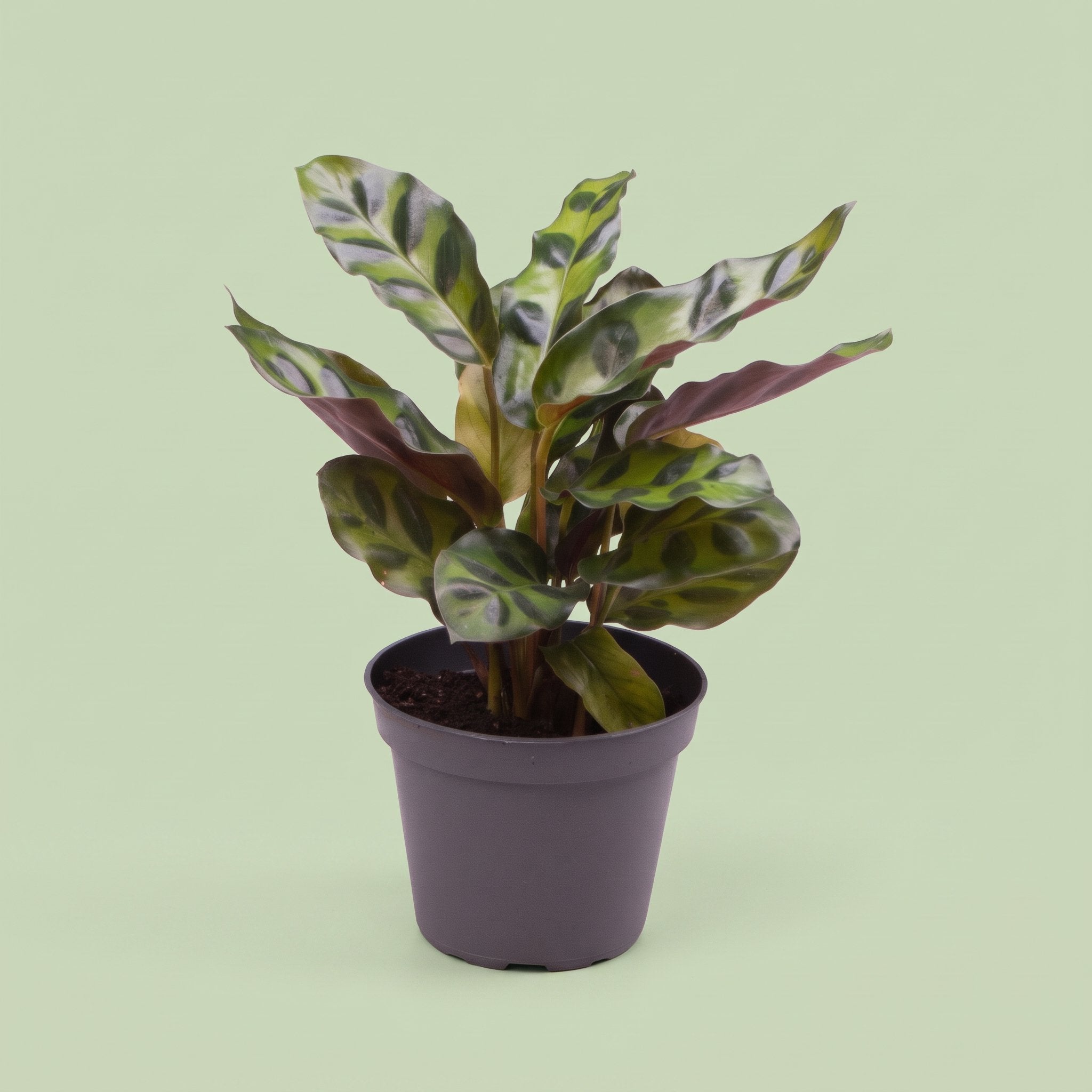 Calathea Lancifolia