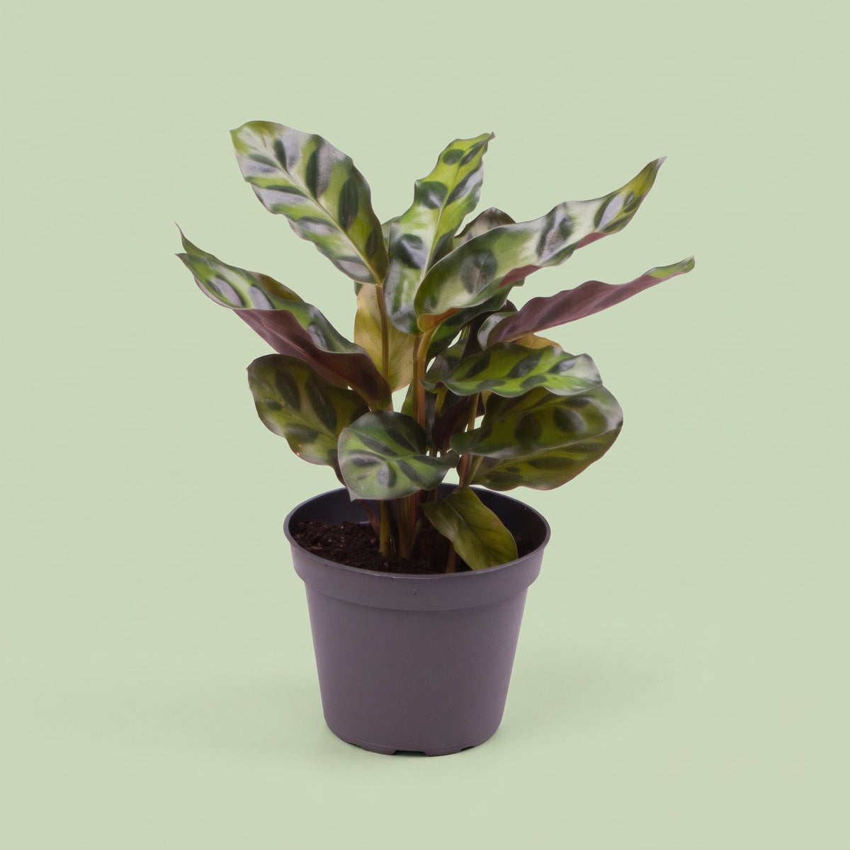 Calathea Lancifolia