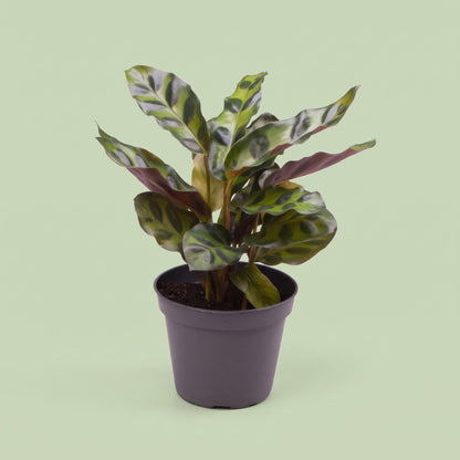 Calathea Lancifolia