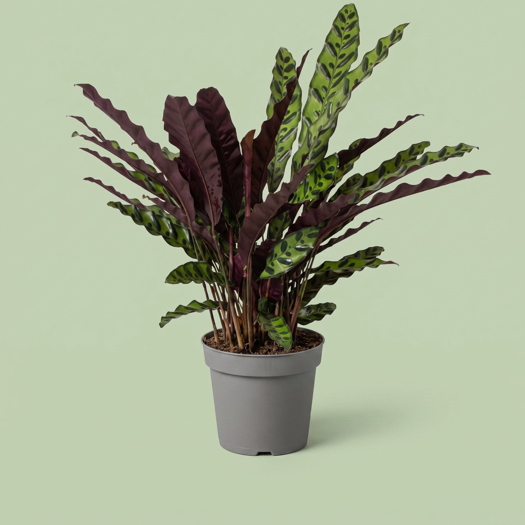 Calathea Lancifolia Insignis