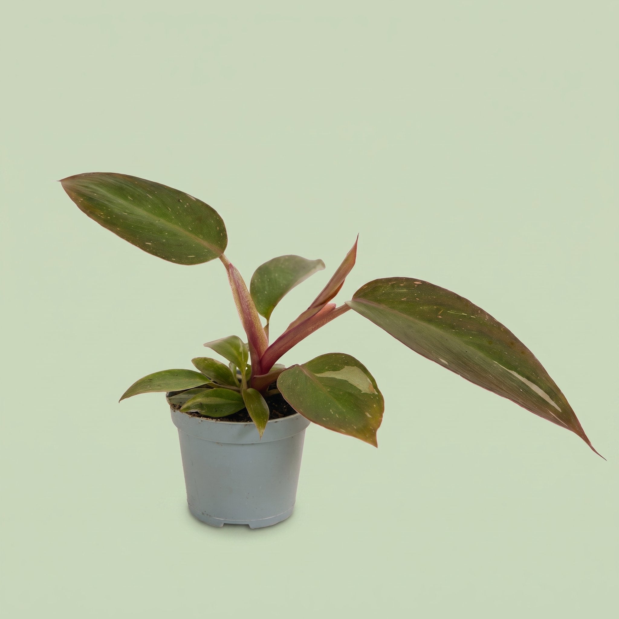 Philodendron Pink Princess