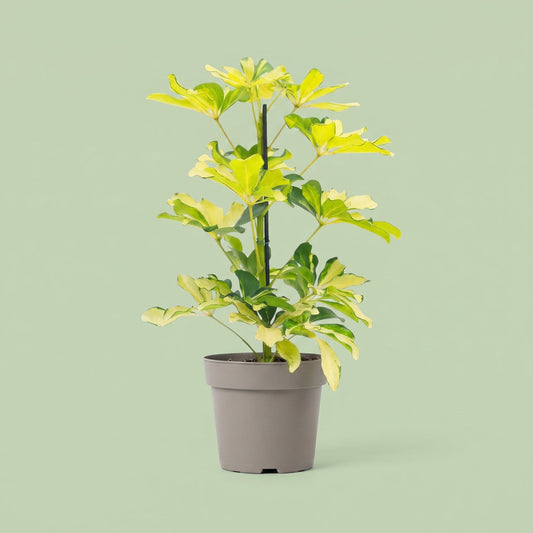 Schefflera Melanie