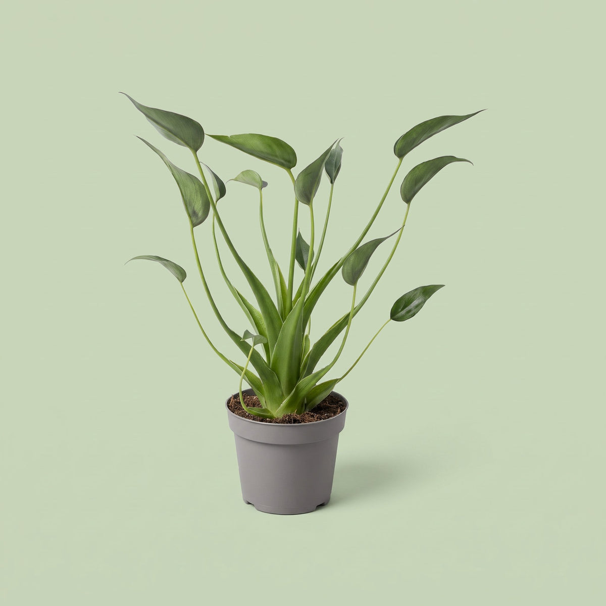 Alocasia Tiny Dancers