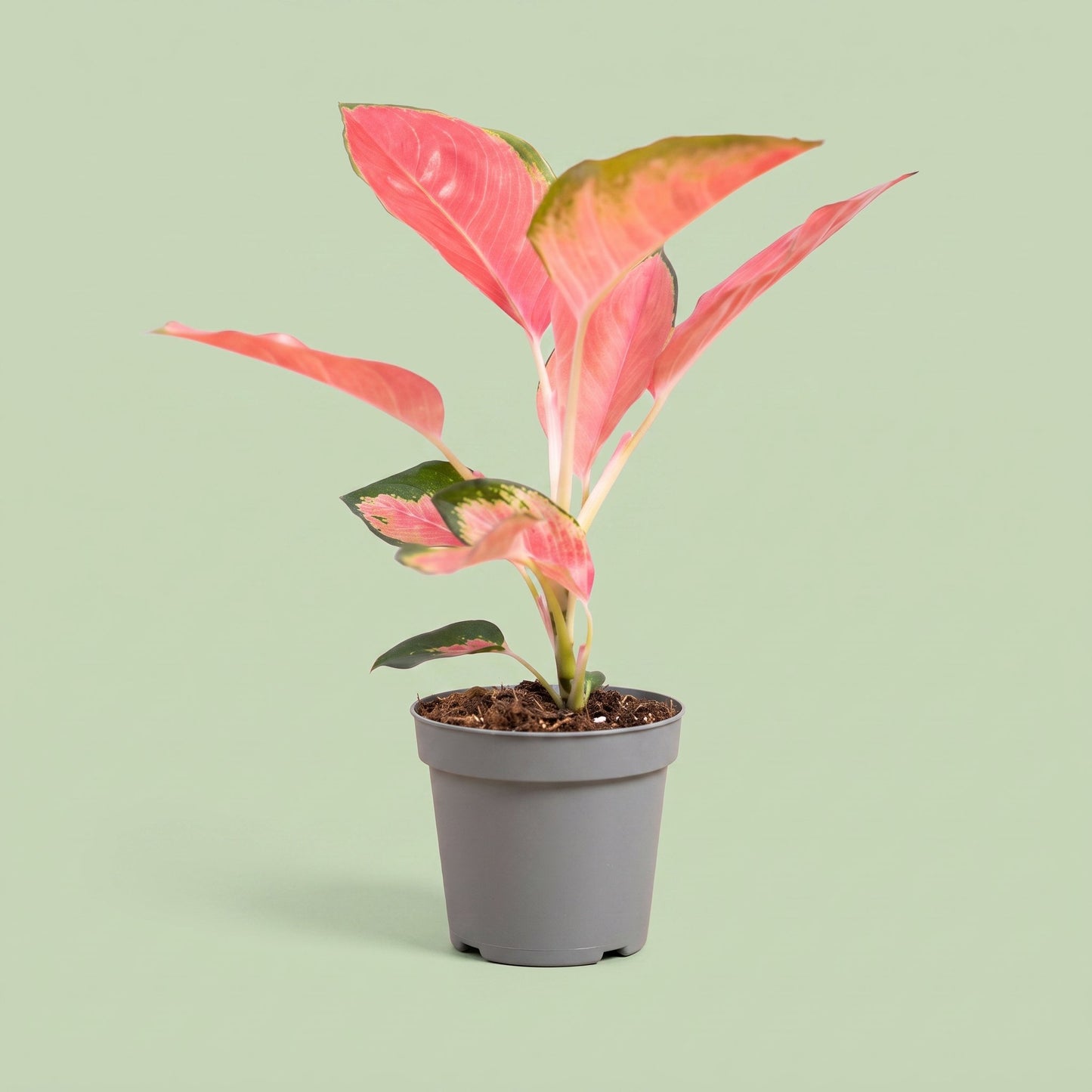 Aglaonema Pink Princess