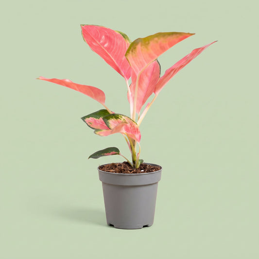 Aglaonema Pink Princess
