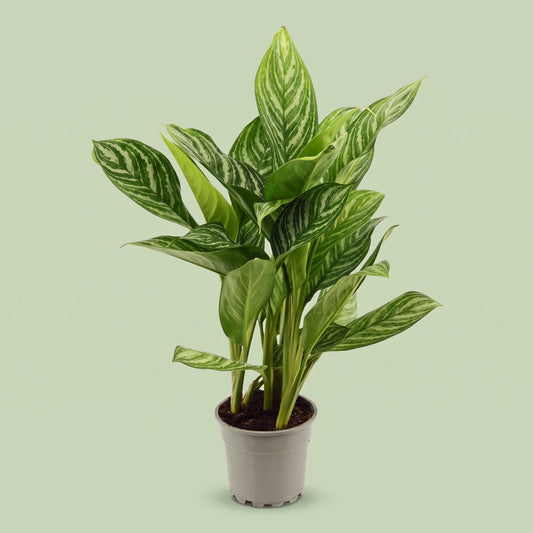 Aglaonema stripes