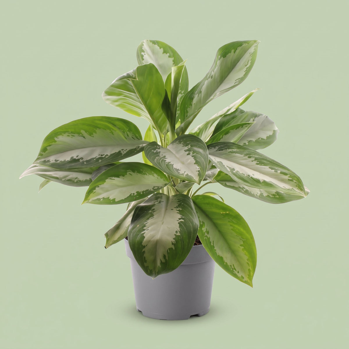 Aglaonema Diamond bay