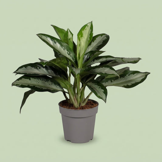 Aglaonema Diamond bay