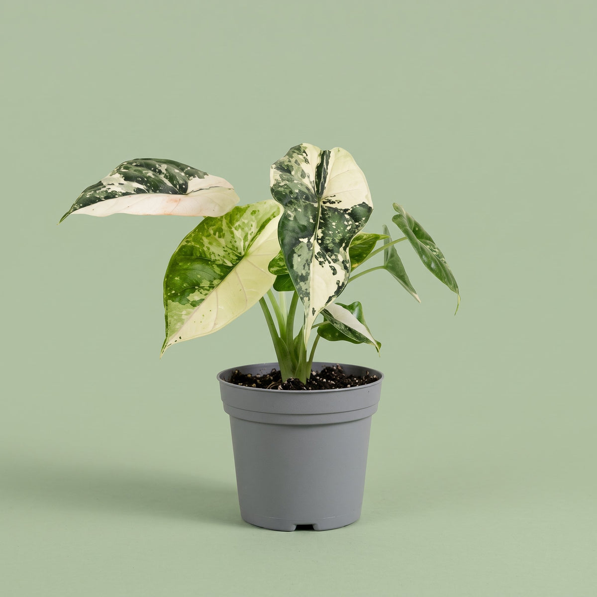 Alocasia Dragon Scale Albo Variegated