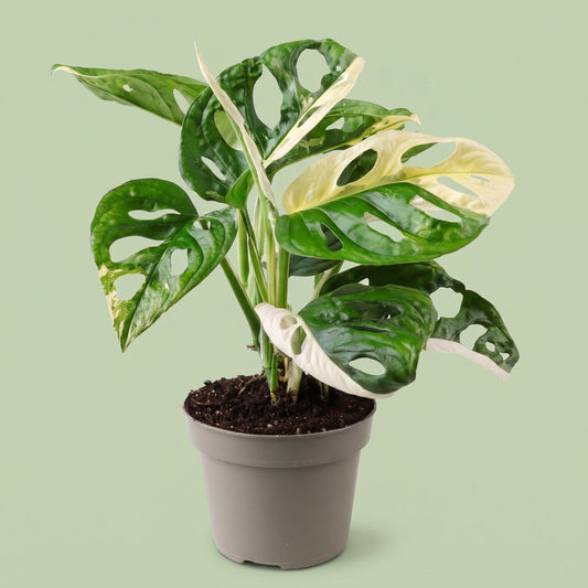 Monstera Adansonii Variegated