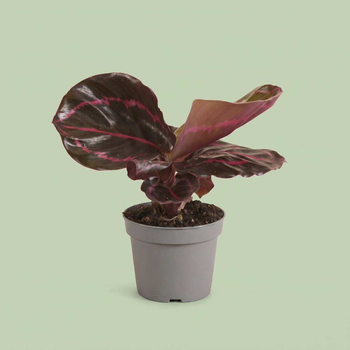 Calathea Roseopicta Dottie