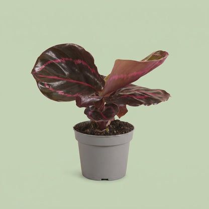 Calathea Roseopicta Dottie