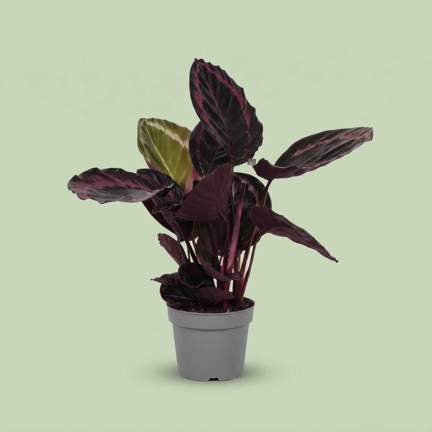Calathea Roseopicta Surprisestar