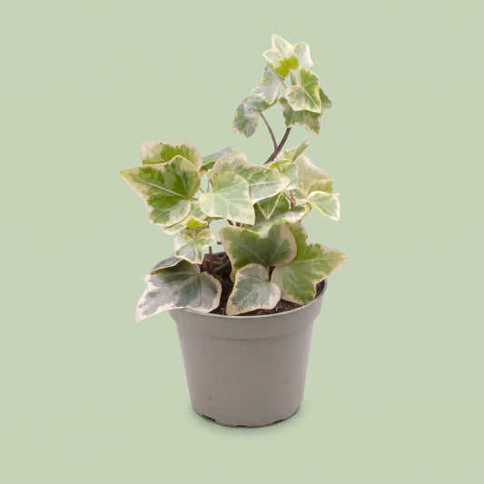 Hedera Helix Variegated