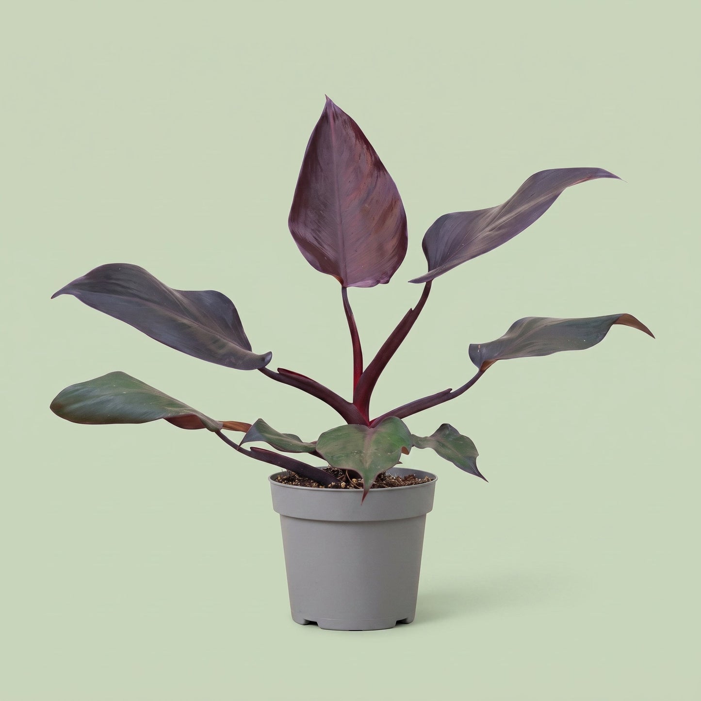 Philodendron Burgundy Princess