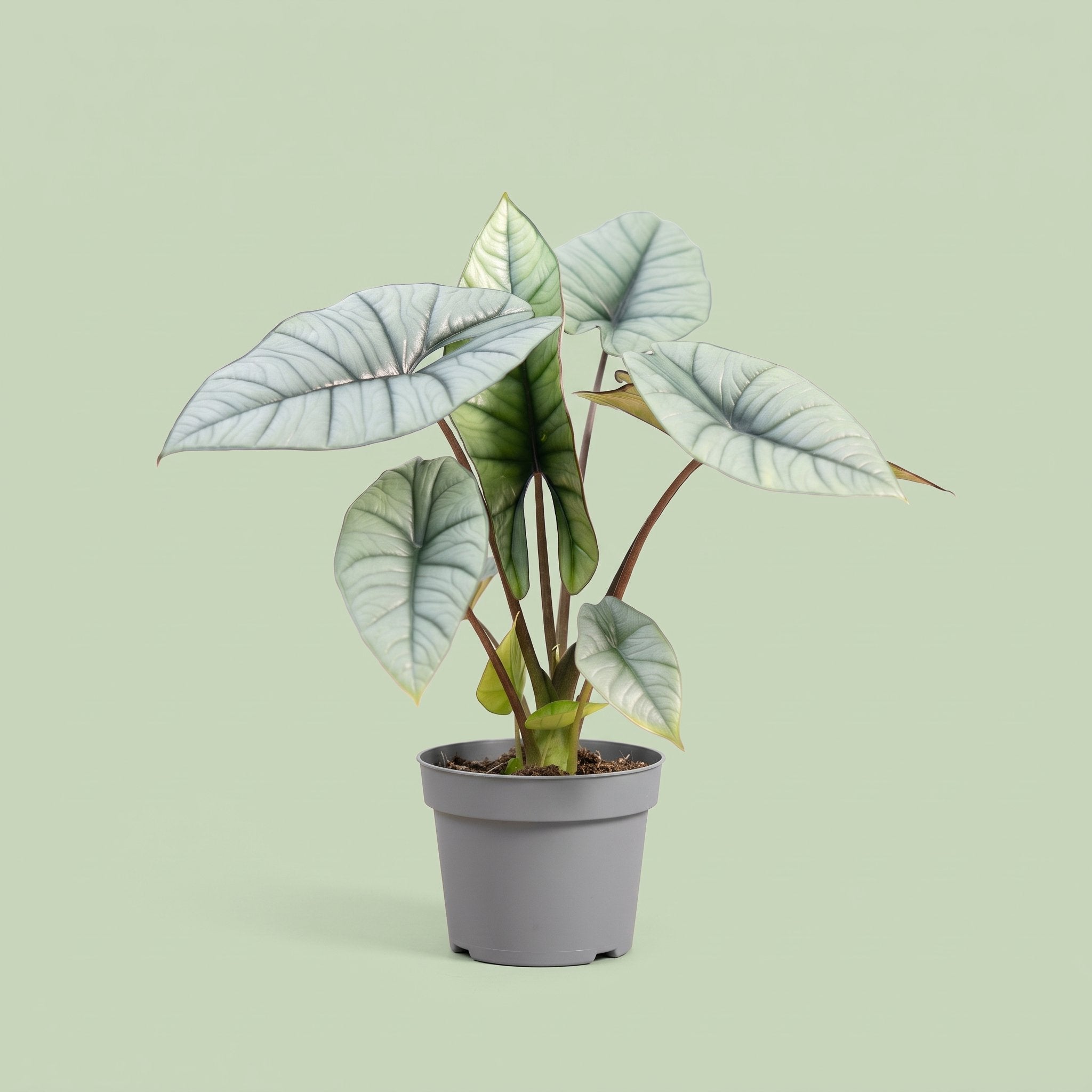 Alocasia Platinum